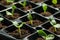 Seedling tray with young vegetable sprouts