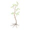 Seedling tree flat icon