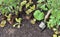 Seedling vegetables on the soil with a trowel to be planted in garden