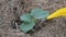 A seedling is watered with water and fertilizer from a watering can