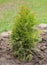 Seedling of western gold emerald thuja, young plant on the background of spring garden and trees