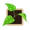 Seedling or Young Plant Growing in Plastic Pot or Box Above View Vector Illustration