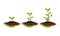 Seedling or Young Plant Growing in Raw Fertilized Soil Vector Set