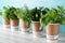 Seedlings of aromatic herbs in paper cups with name labels on white wooden table