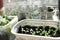 Seedlings of aster and gazania flowers in homemade pots, on the windowsill.