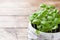 Seedlings of Basil in a ceramic pot. Green seedlings of fragrant grass, young plants, leaves and gardening