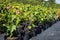 Seedlings Of Blackcurrants In Pots Growing In Garden Nursery.