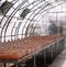 Seedlings in boxes on tables in a greenhouse, grown from seeds. Agricultural land, horticulture, organic ecological environment.