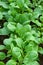 Seedlings of cabbage close up. Ecological vegetable growing concept