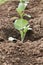 Seedlings of cabbage in the garden in the open field, the cultivation of organic products