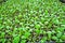 Seedlings of cabbage in the vegetable tray