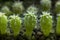 Seedlings of cactuses (Echinopsis backebergii)
