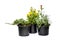 Seedlings of carnation, juniper and chrysanthemum in pots on a white background