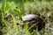 Seedlings of coconut