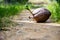 Seedlings of coconut