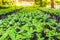 .Seedlings of coffee plants in a nursery