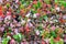 Seedlings of colorful begonia sold in a greenhouse.