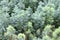 Seedlings of coniferous plants, side view, background
