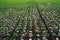 Seedlings of coniferous trees. Pine seedlings grown in commercial greenhouse. Young pine trees for forestry. Small seedlings of pi