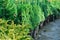 Seedlings in containers at a garden sale. Coniferous tree for planting in the ground