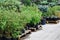 Seedlings in containers at a garden sale. Coniferous tree for planting in the ground