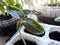 Seedlings of cucumbers so close