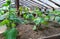 Seedlings cucumbers. The cultivation of cucumbers in greenhouses