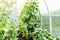 Seedlings cucumbers. The cultivation of cucumbers in greenhouses. Seedlings in the greenhouse. Growing of vegetables in