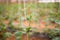 Seedlings cucumbers. The cultivation of cucumbers in greenhouses. Seedlings in the greenhouse. Growing of vegetables in greenhouse