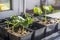 seedlings of cucumbers in disposable pots with soil before planting