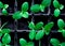 seedlings of cucumbers, small sprouts in black pots, green young plants