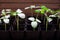 seedlings of cucumbers, small sprouts in black pots, green young plants