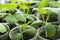 Seedlings of cucumbers in spring, seedlings of greenhouse cucumbers in a pot.