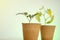 seedlings Cucumbers and tomato in peat pots close-up on a light green background.Blooming seedlings for seedlings