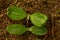 Seedlings cultivated vegetable marrows in early summer