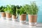 Seedlings of different aromatic herbs in  cups with name labels on white wooden table