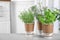 Seedlings of different aromatic herbs in paper cups with name labels on grey marble table