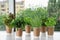 Seedlings of different aromatic herbs in paper cups on wooden window sill