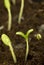 Seedlings in dirt