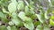 Seedlings of eggplants - green plants for gardening