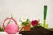 Seedlings of flowers of petunias, a pile of land and garden tools