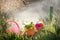 Seedlings of flowers of petunias, a pile of land and garden tools against