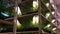 Seedlings of flowers and plants growing on shelves of multi-tiered greenhouse