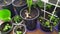 Seedlings of flowers in plastic pots. View from above. Transplanting indoor plants