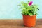 Seedlings flowers in pot. Flower on wooden table