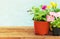 Seedlings flowers in pot. Flower on wooden table