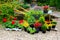 Seedlings of flowers and trees plants