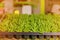 Seedlings of flowers and vegetables growing in foam containers in paper bags on the window in the ground on a Sunny day. Modern te