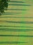 Seedlings form Regular Striped Field with tree shadows