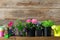 Seedlings of garden plants and beautiful flowers in flowerpots for planting on a flower bed. Garden equipment.